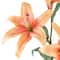 12 Pack: Flame Casablanca Lily Stem by Ashland®